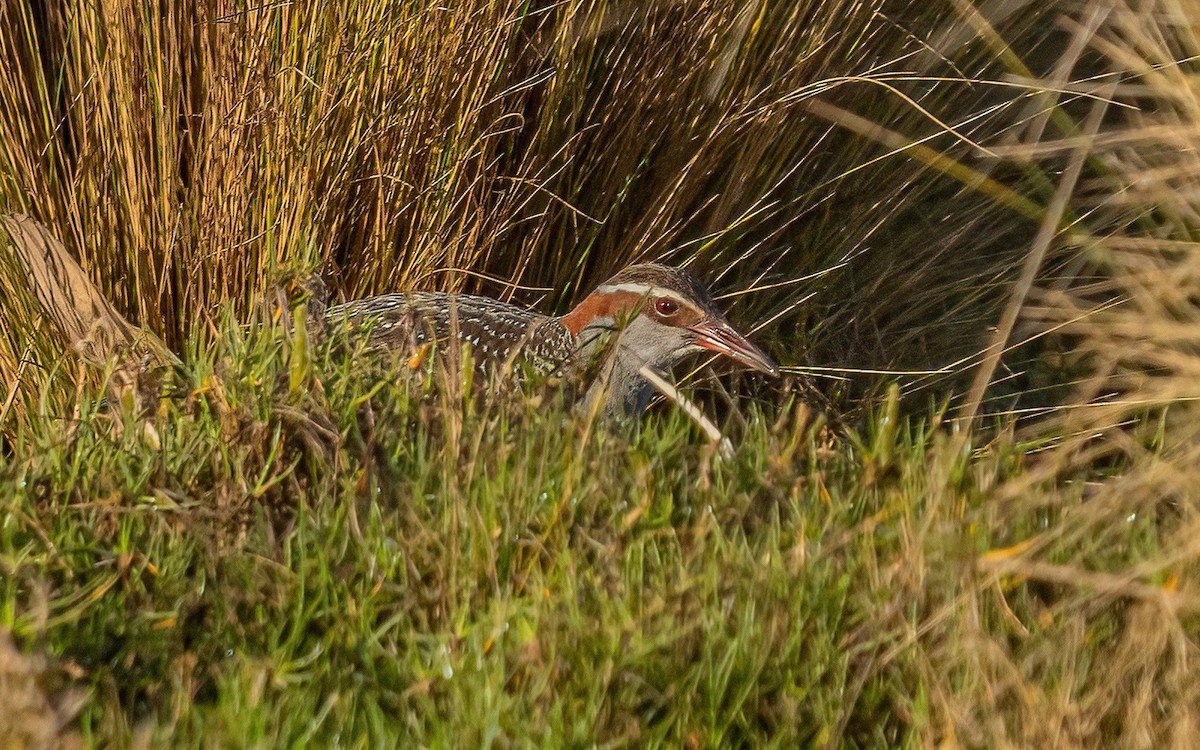 Buff-banded Rail - ML614388743