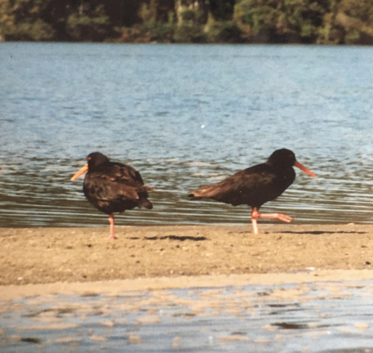 ニュージーランドミヤコドリ - ML614388788