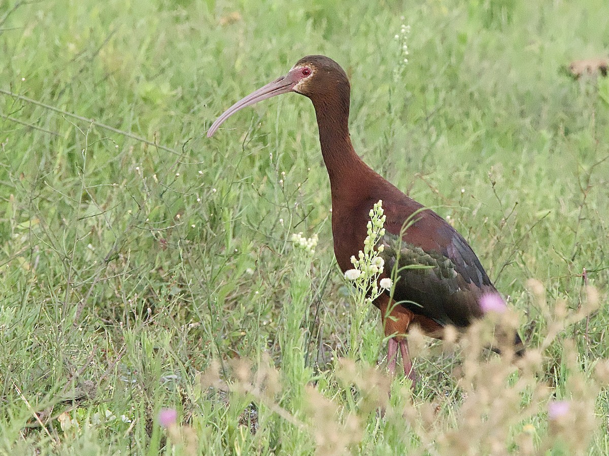 Ibis à face blanche - ML614388842