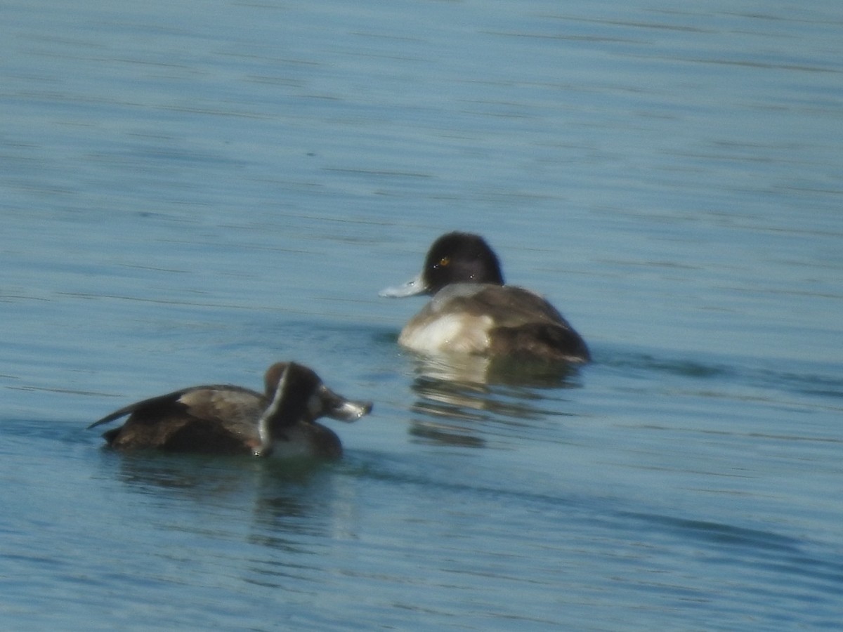 Lesser Scaup - ML614388926