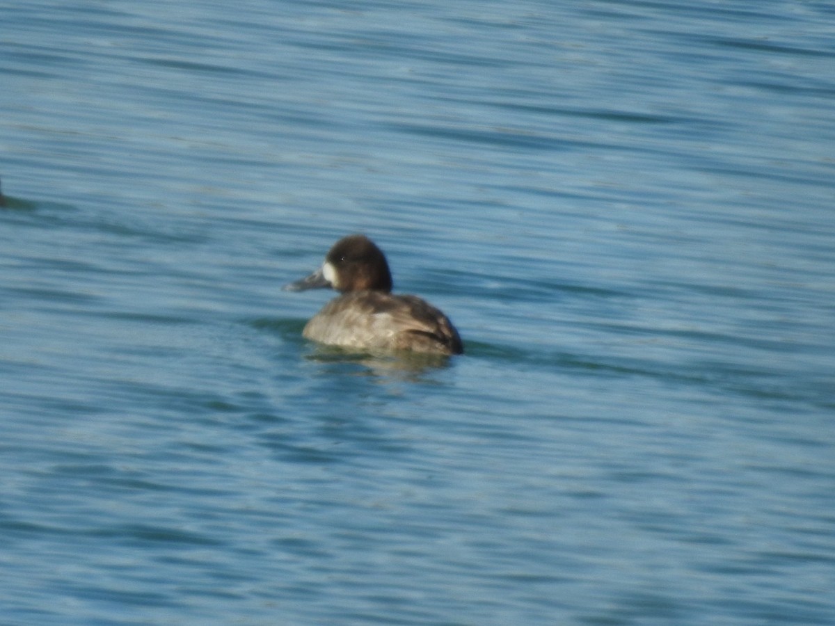 Lesser Scaup - ML614388927