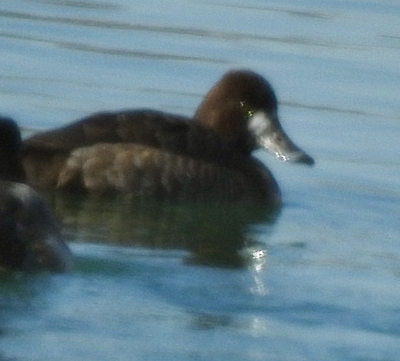 Lesser Scaup - ML614388928