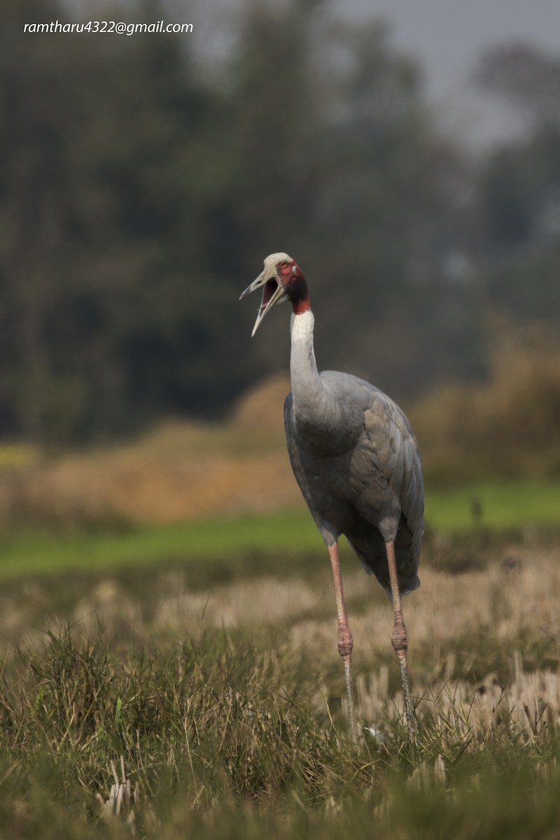 Sarus Crane - ML614388972