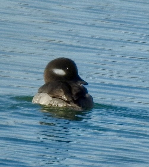Bufflehead - ML614388976