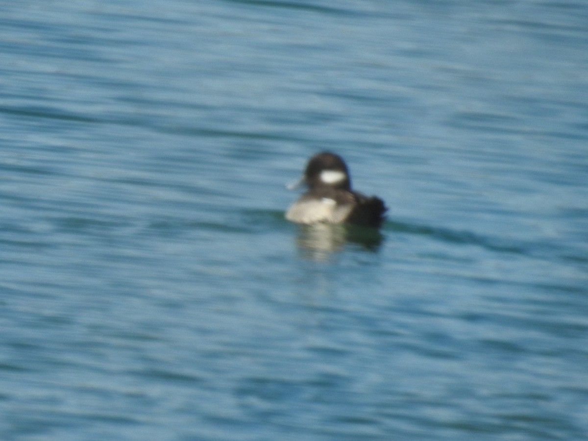 Bufflehead - ML614388977