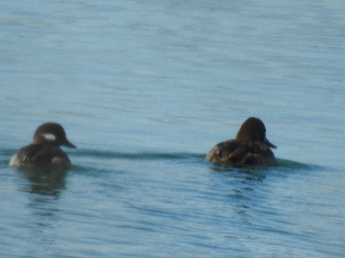 Bufflehead - ML614388978