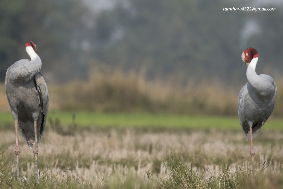 Sarus Crane - ML614389005