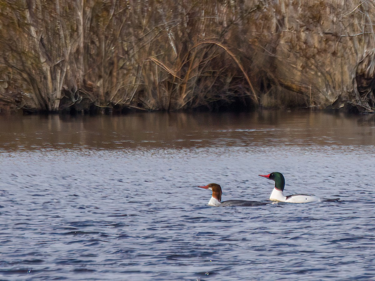 Common Merganser - ML614389057