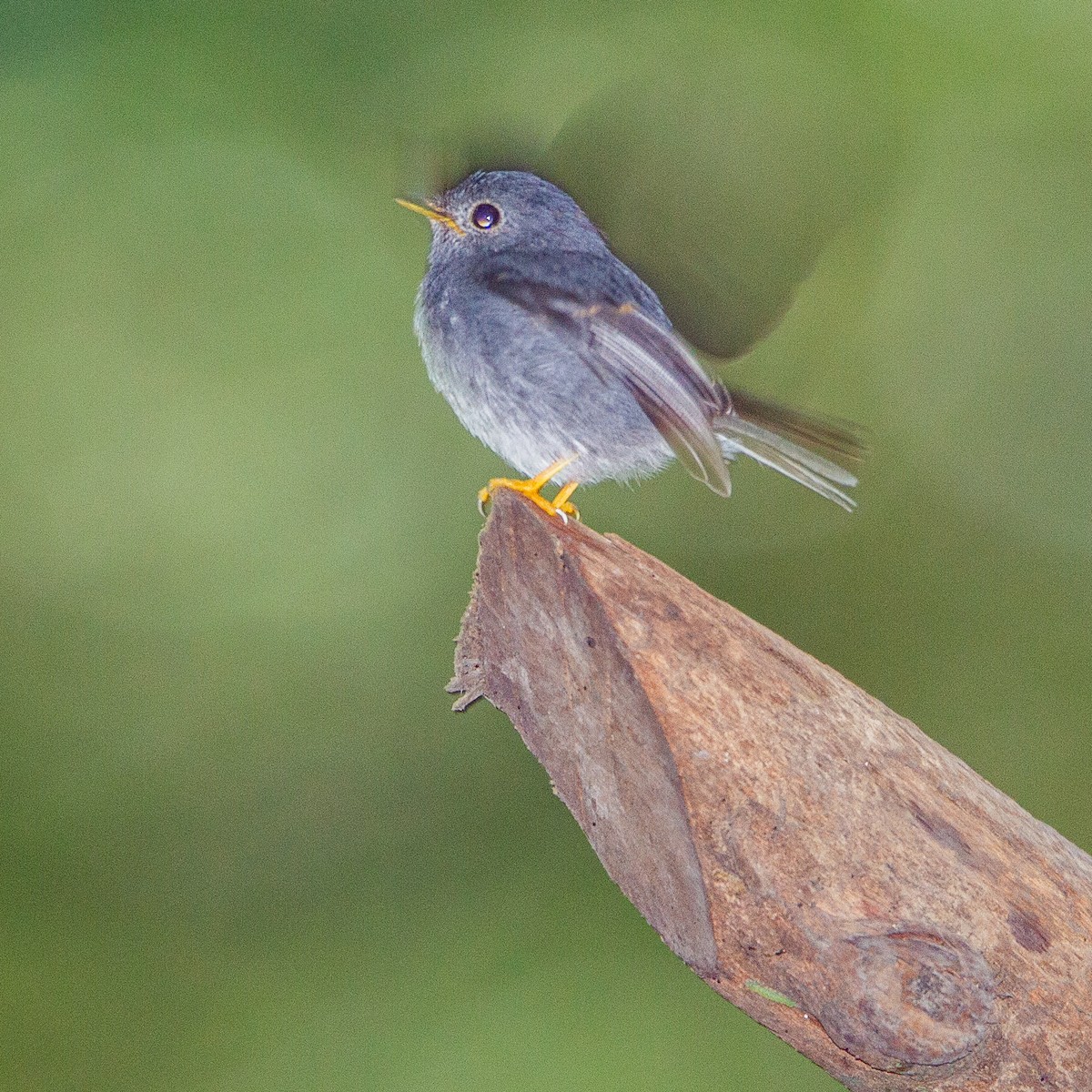 Yellow-footed Flycatcher - Werner Suter