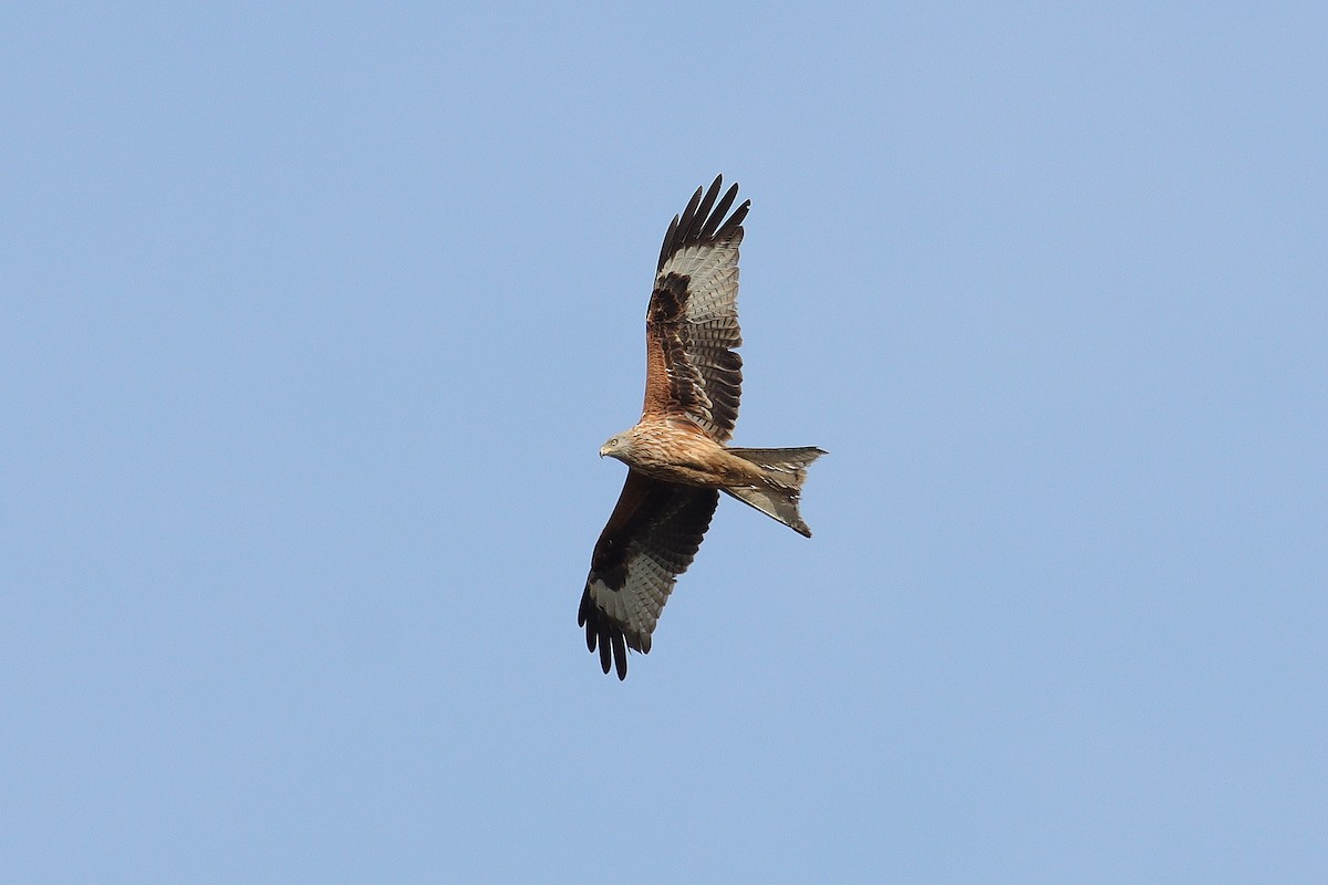 Red Kite - Snežana Panjković