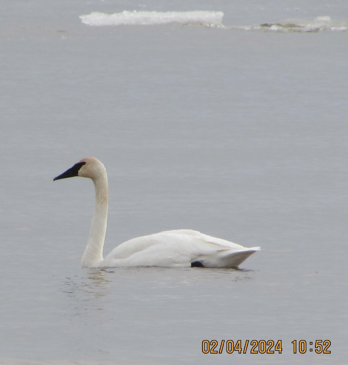 Cisne Trompetero - ML614389101