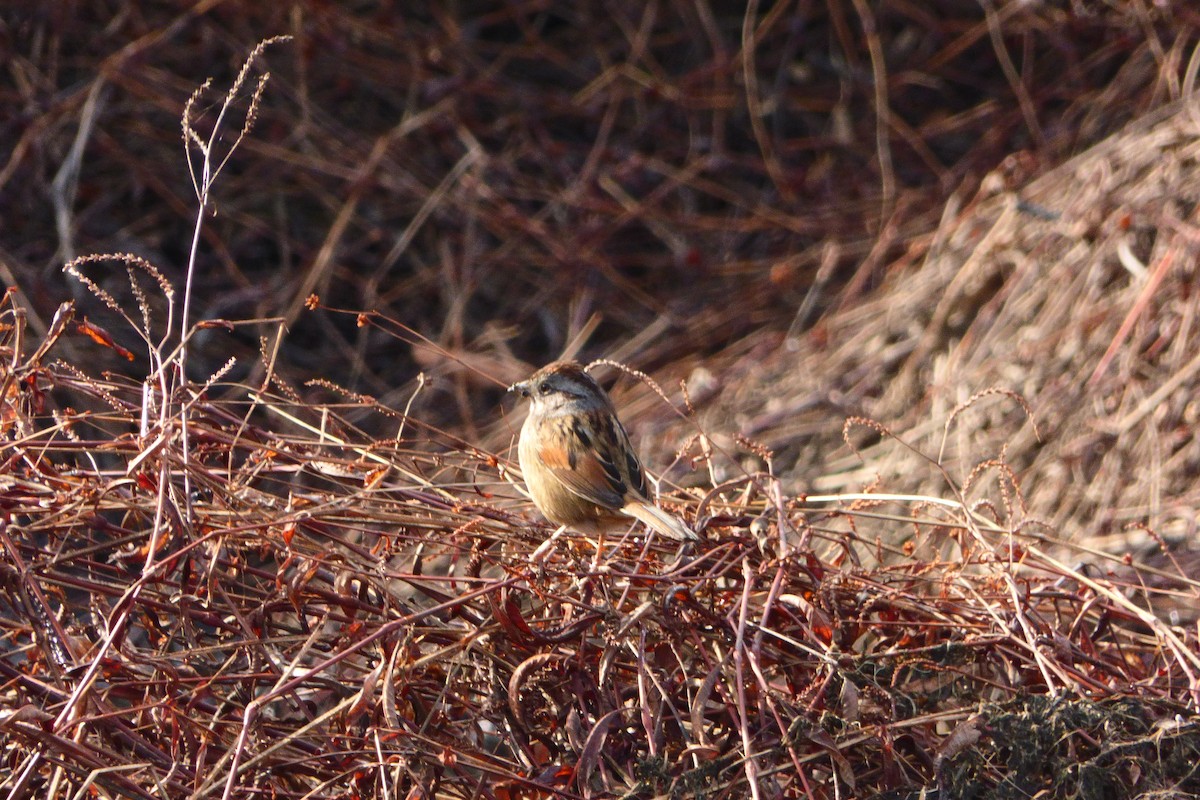 Swamp Sparrow - ML614389170