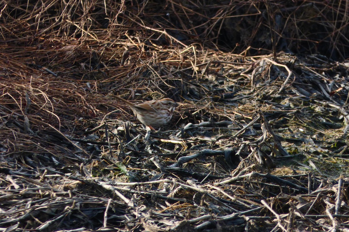 Song Sparrow - ML614389178