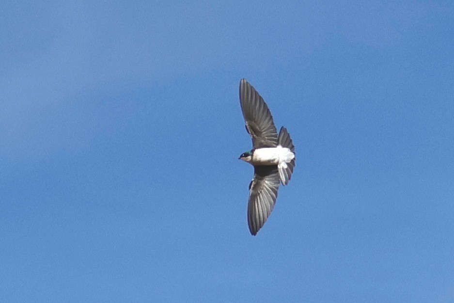 Golondrina Bicolor - ML614389234