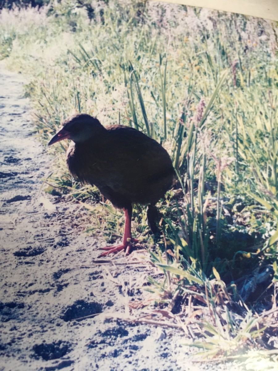 ニュージーランドクイナ - ML614389293