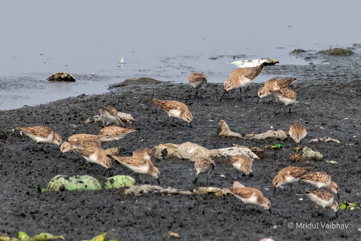 Dunlin - ML614389360