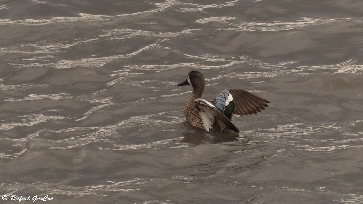 Blue-winged Teal - ML614389421