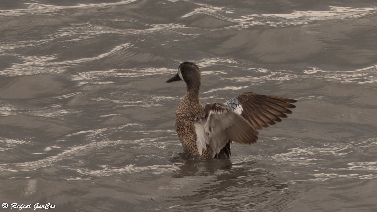 Blue-winged Teal - ML614389422