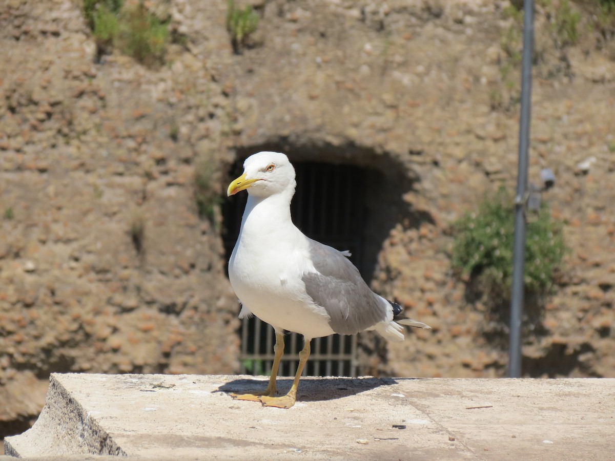 Yellow-legged Gull - Susannah Brower