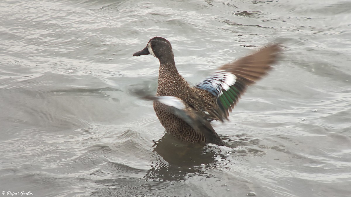 Blue-winged Teal - ML614389428