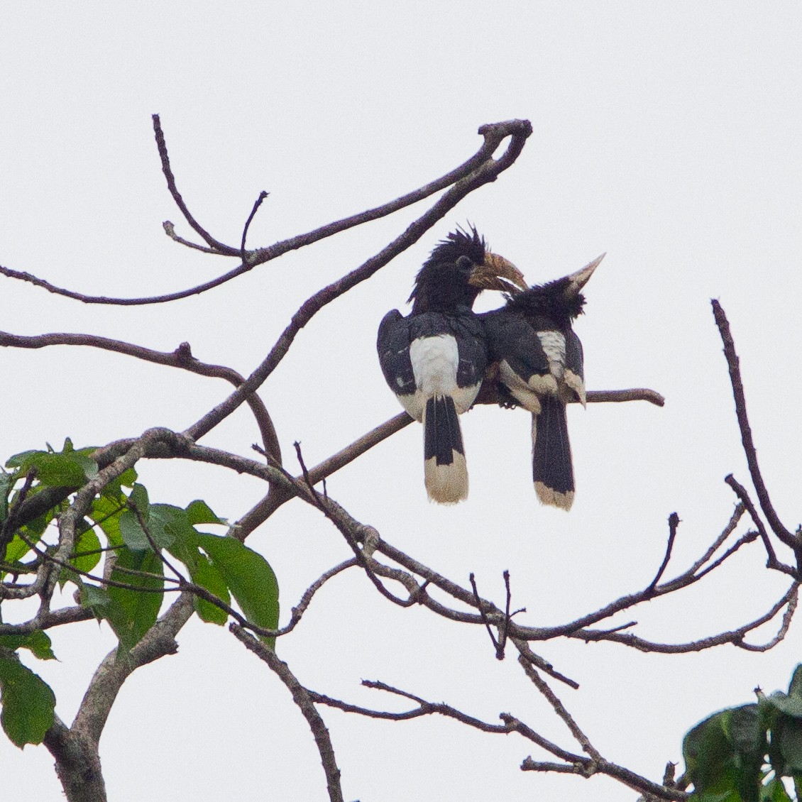 Piping Hornbill - Werner Suter