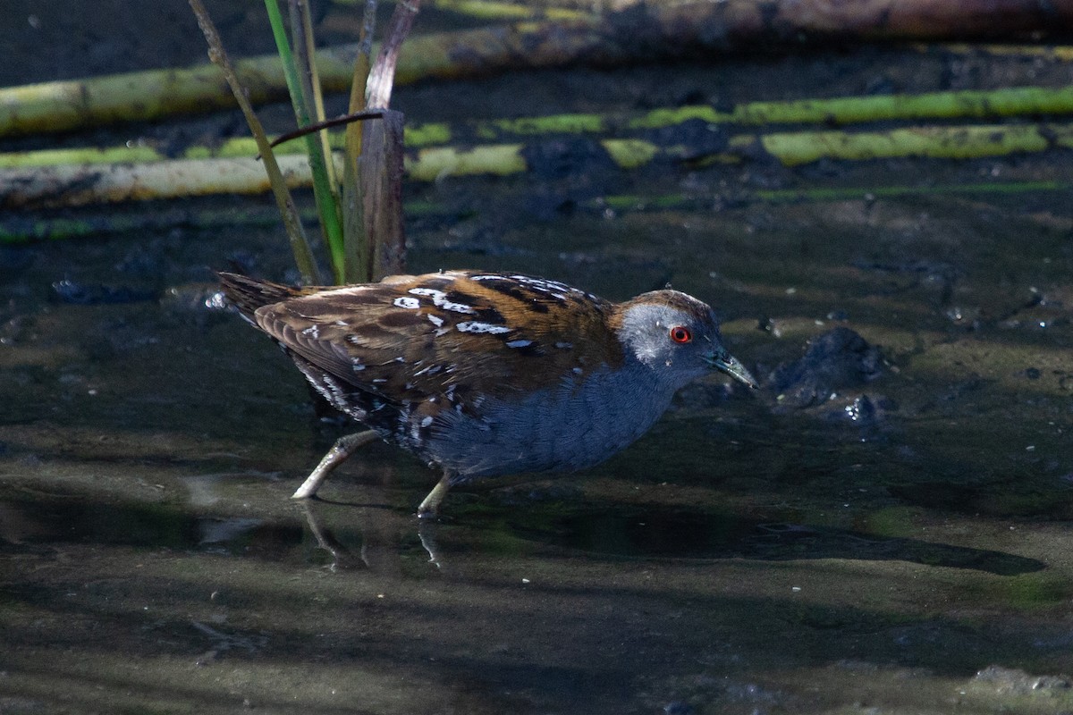 Baillon's Crake - ML614389492