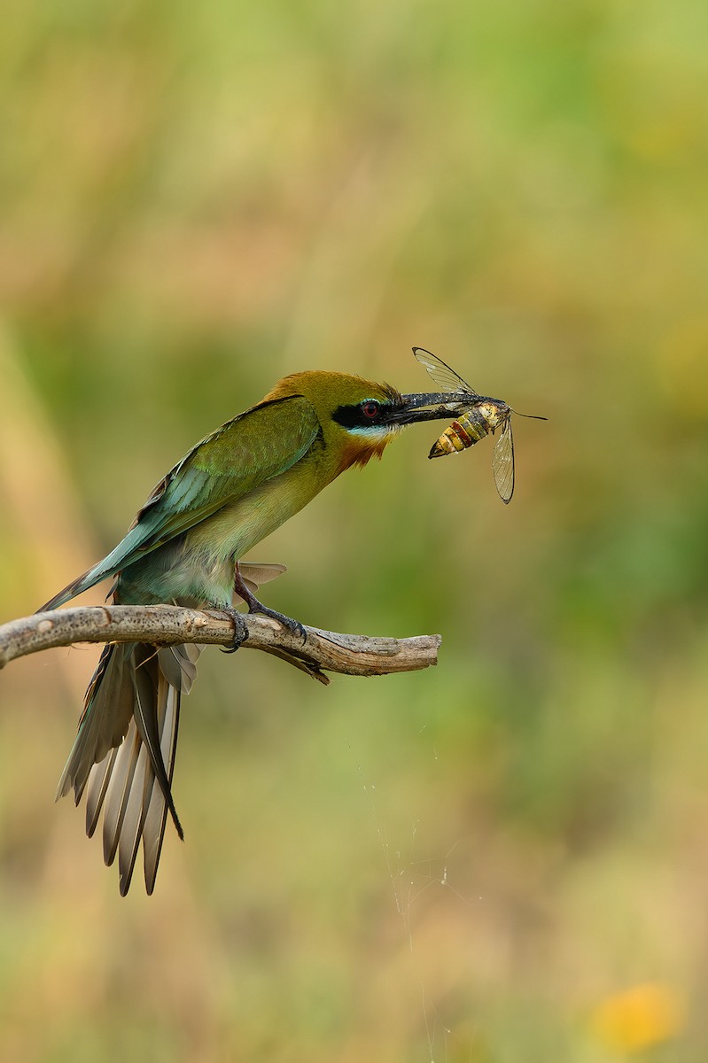 Blue-tailed Bee-eater - ML614389502