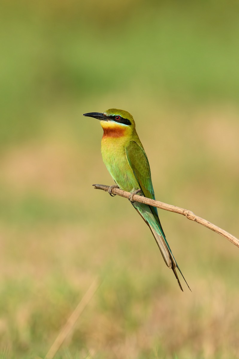 Blue-tailed Bee-eater - ML614389503
