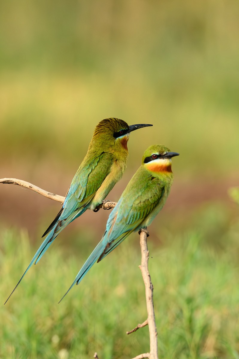 Blue-tailed Bee-eater - ML614389504