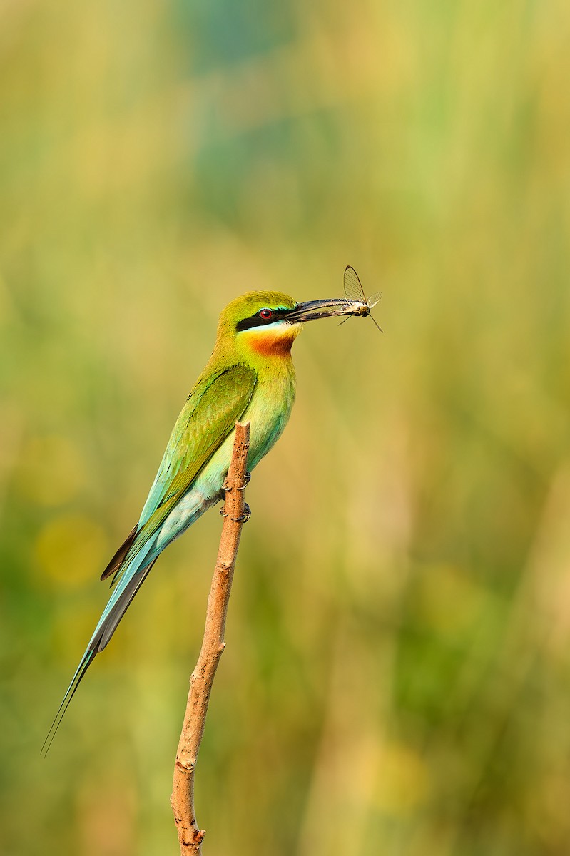 Blue-tailed Bee-eater - ML614389505