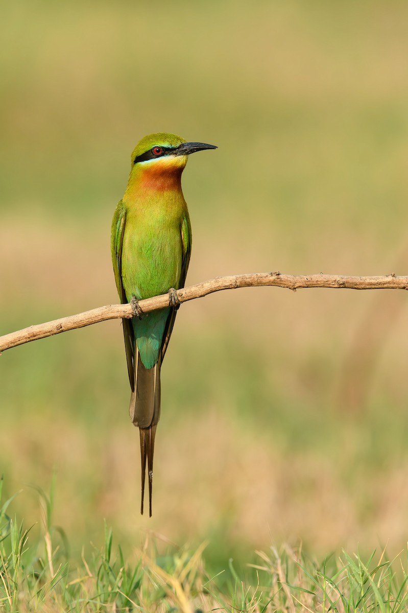 Blue-tailed Bee-eater - ML614389506