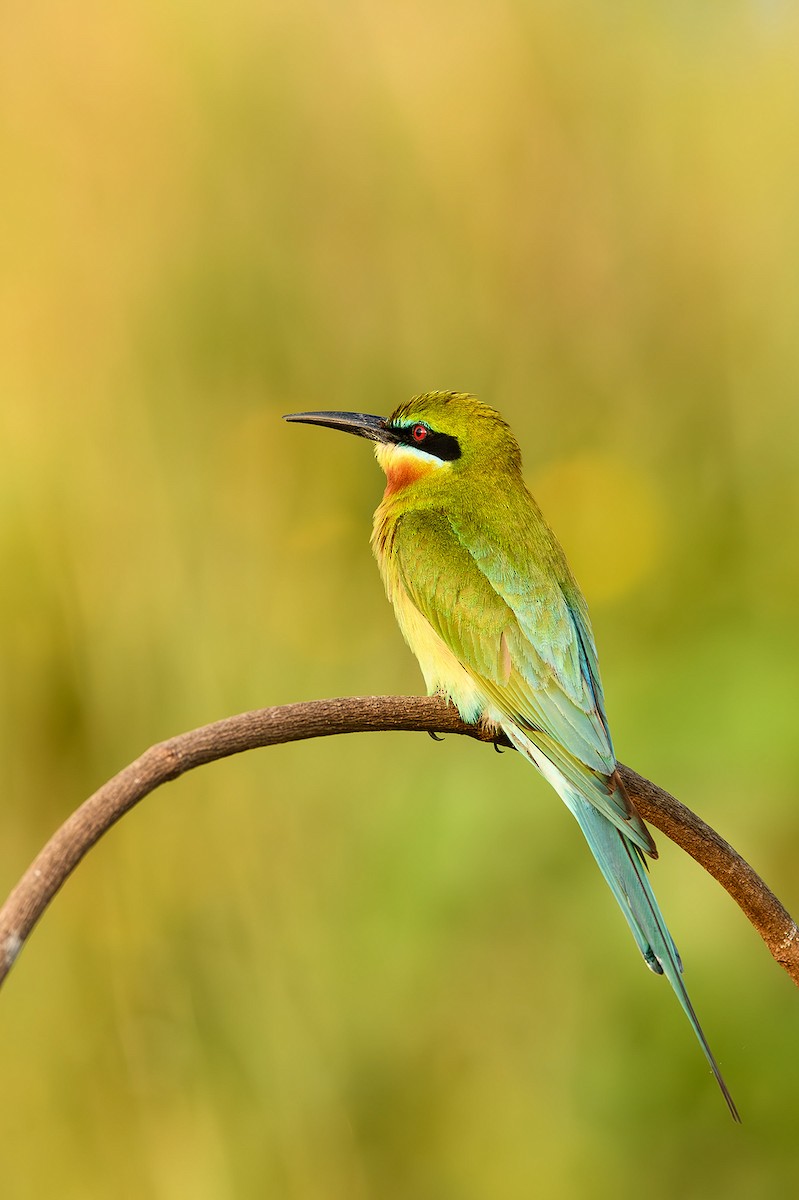 Blue-tailed Bee-eater - ML614389507