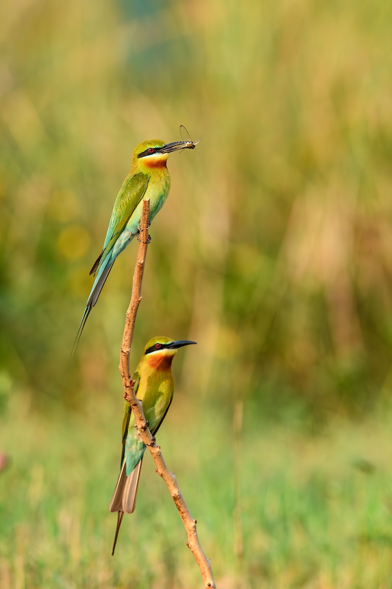 Blue-tailed Bee-eater - ML614389508