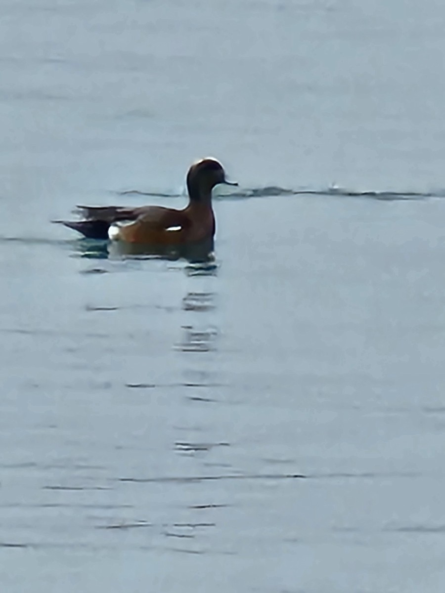 American Wigeon - Lori Clancy