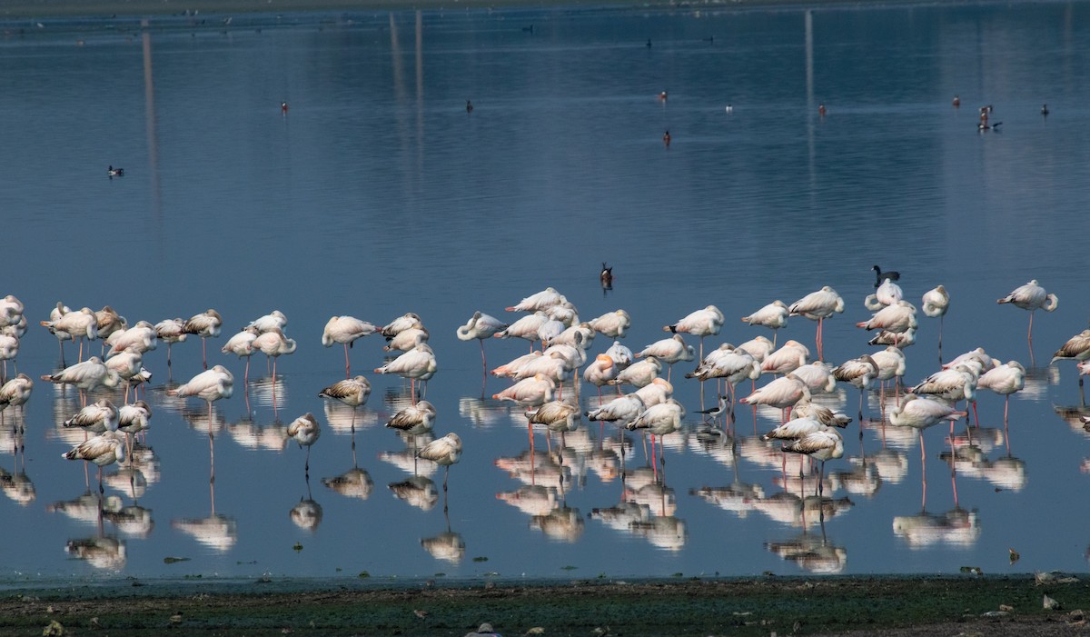 Greater Flamingo - ML614389530