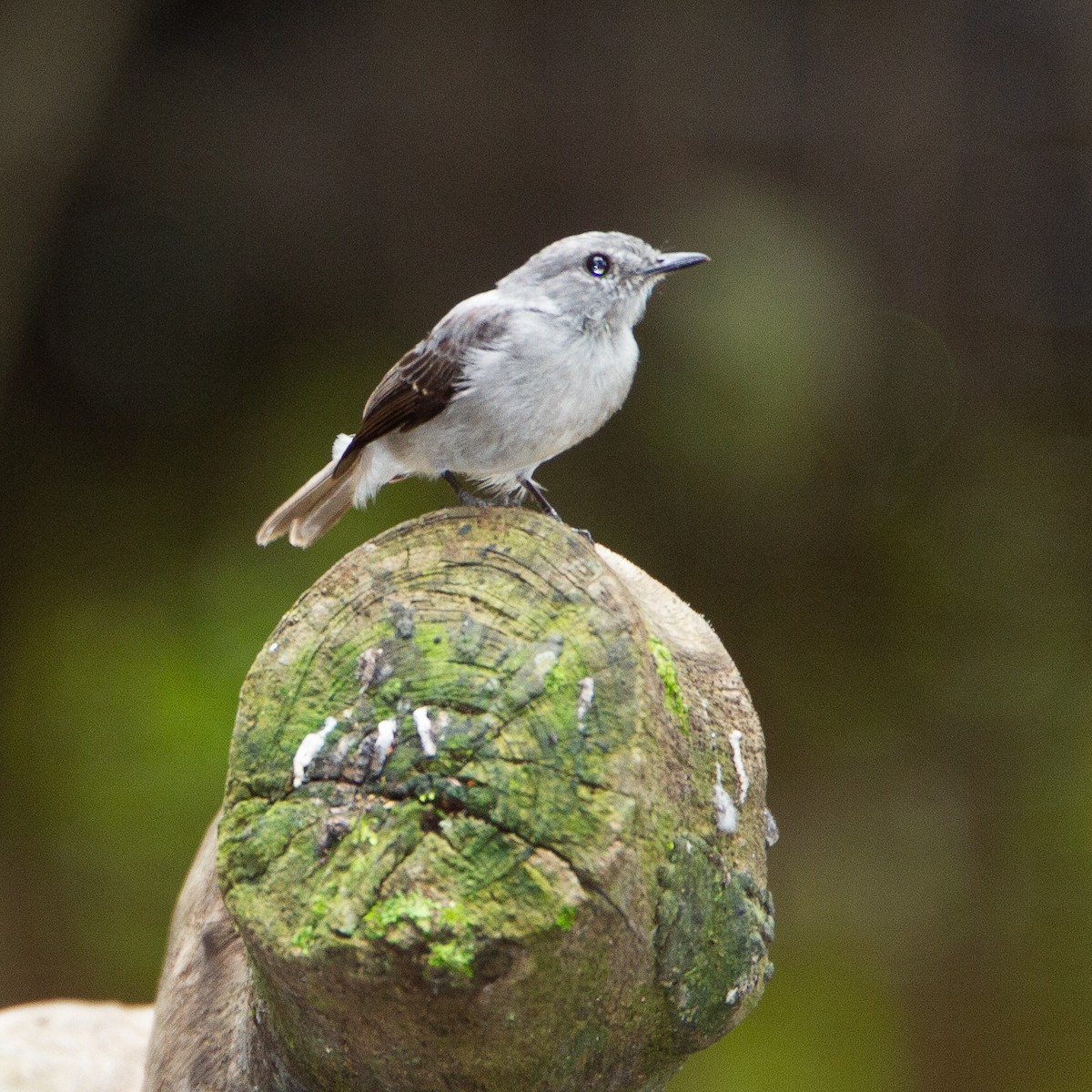 Cassin's Flycatcher - Werner Suter