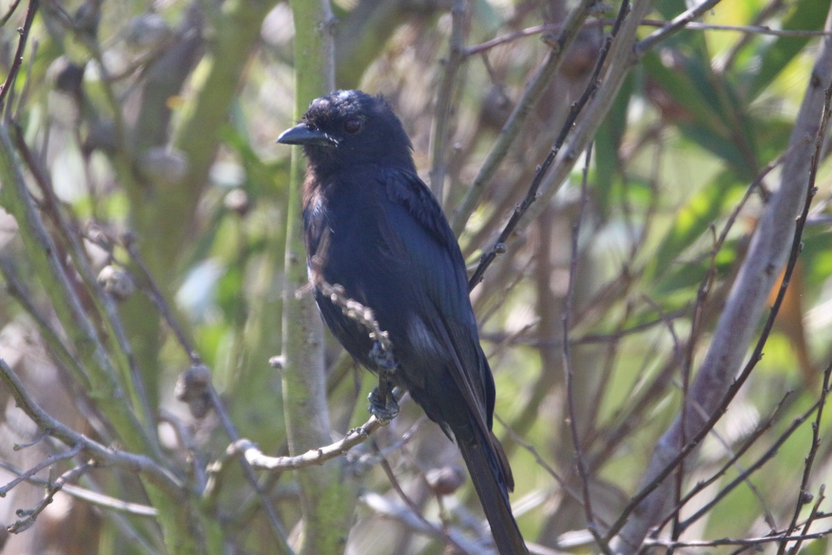 Southern Black-Flycatcher - ML614389564