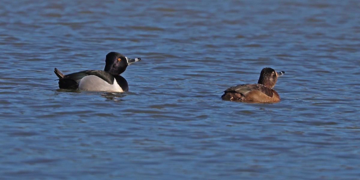 Ring-necked Duck - ML614389593