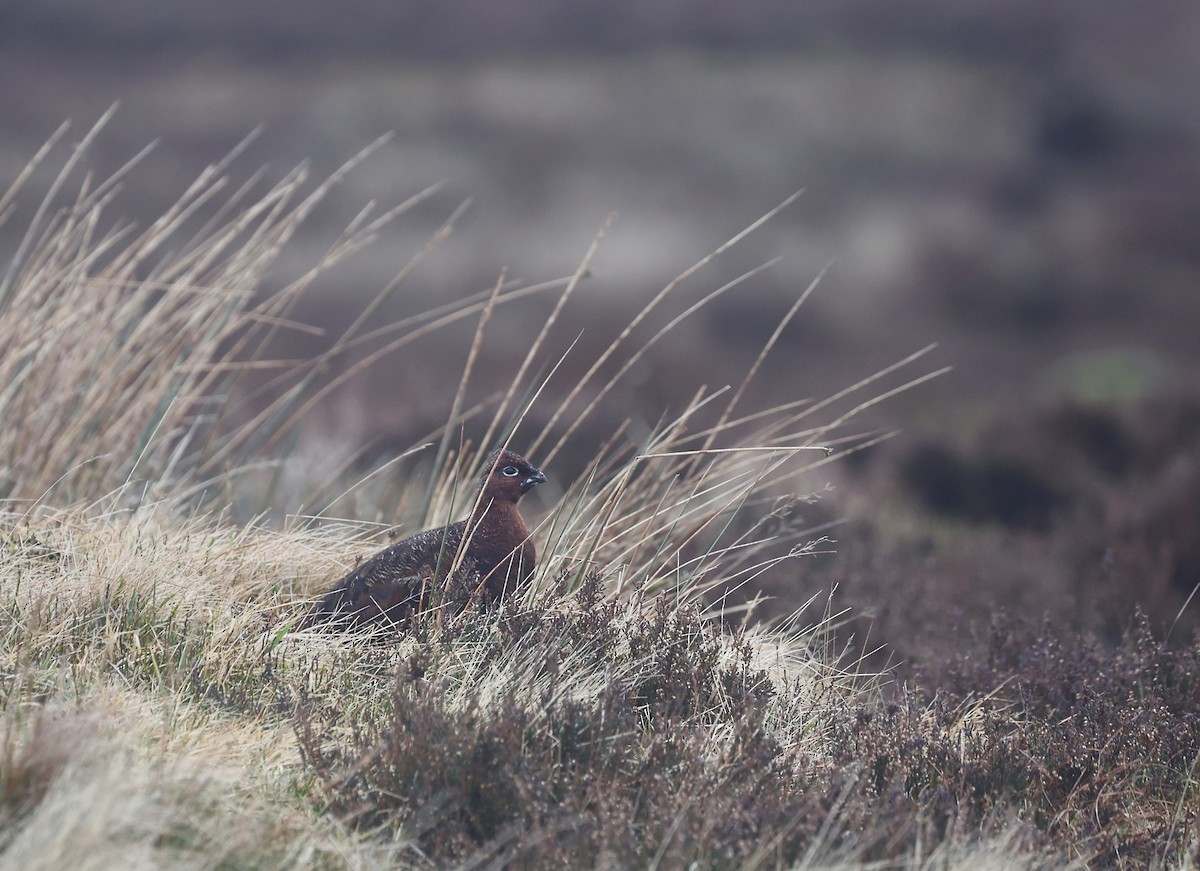 Willow Ptarmigan (Red Grouse) - Will Scott