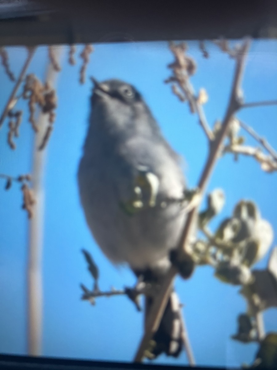 Black-tailed Gnatcatcher - Christopher Brink