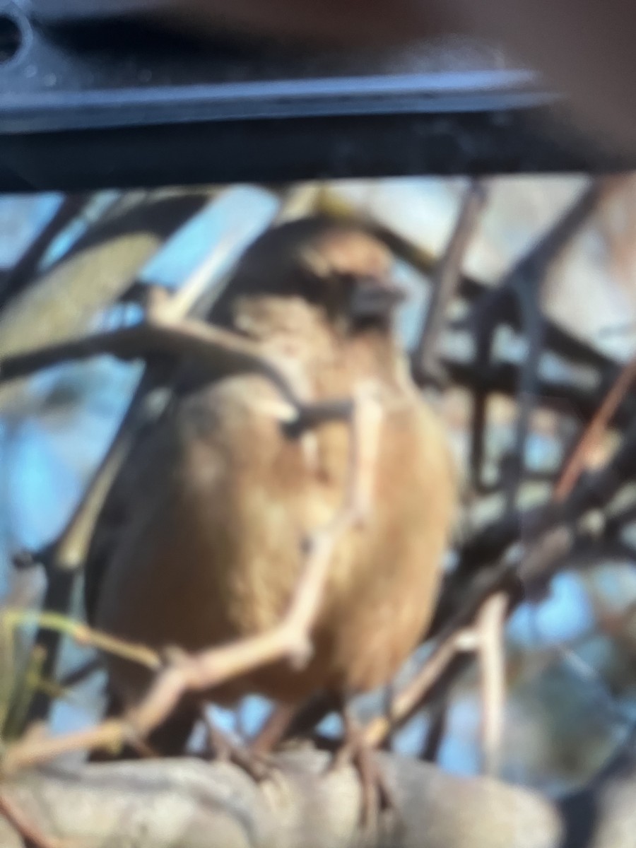 Abert's Towhee - Christopher Brink