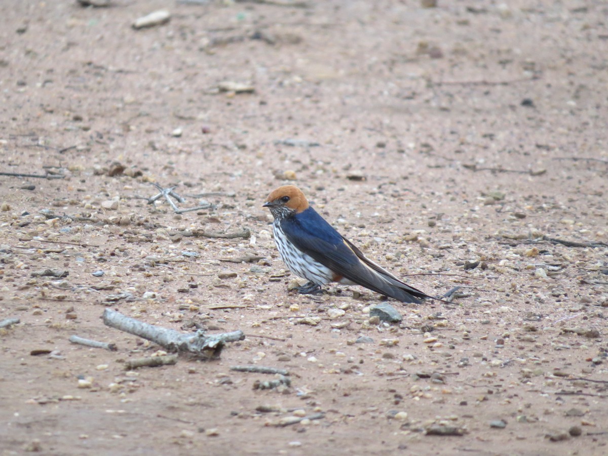 Lesser Striped Swallow - ML614389630