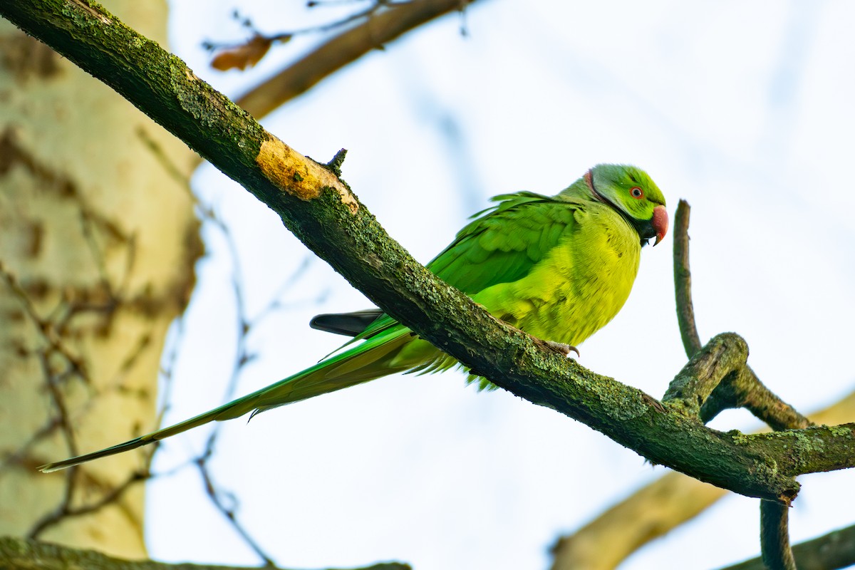 Rose-ringed Parakeet - Andrew Skotnicki