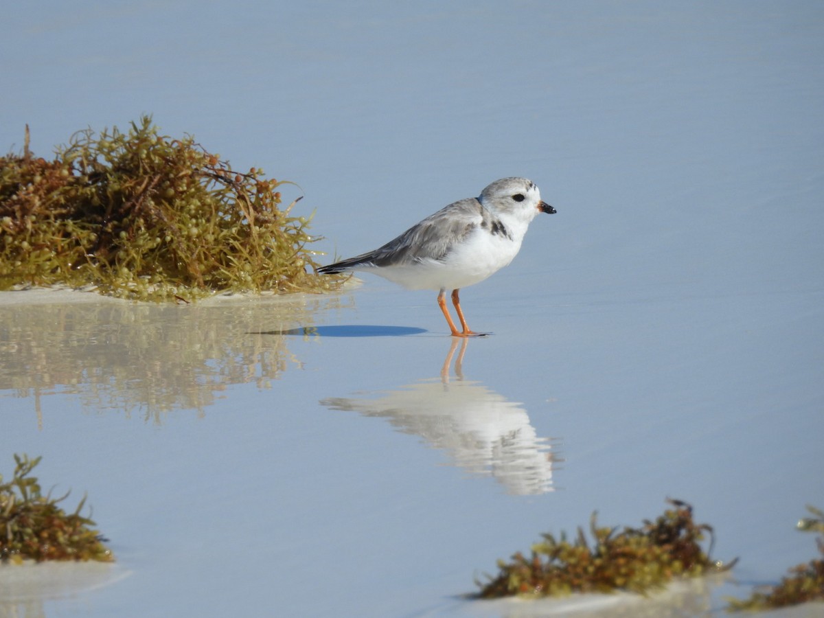 Piping Plover - ML614389748