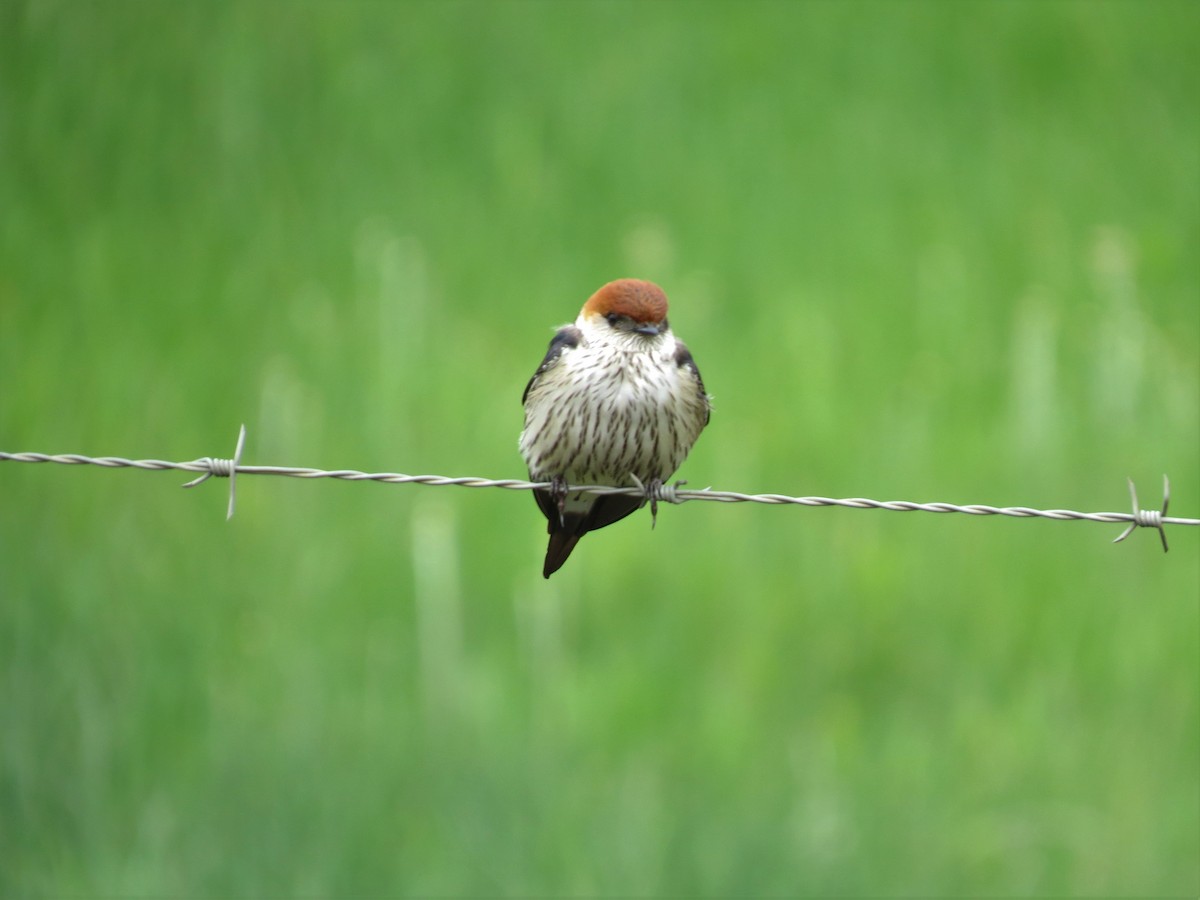 Greater Striped Swallow - ML614389787