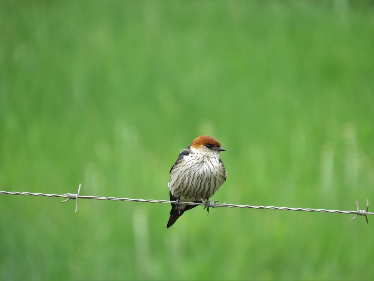 Greater Striped Swallow - ML614389788