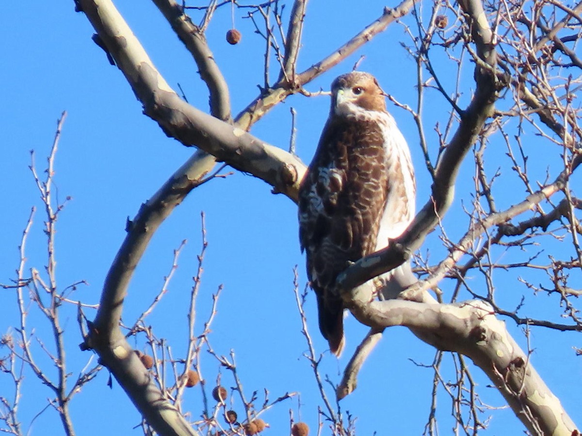 Red-tailed Hawk - ML614389870