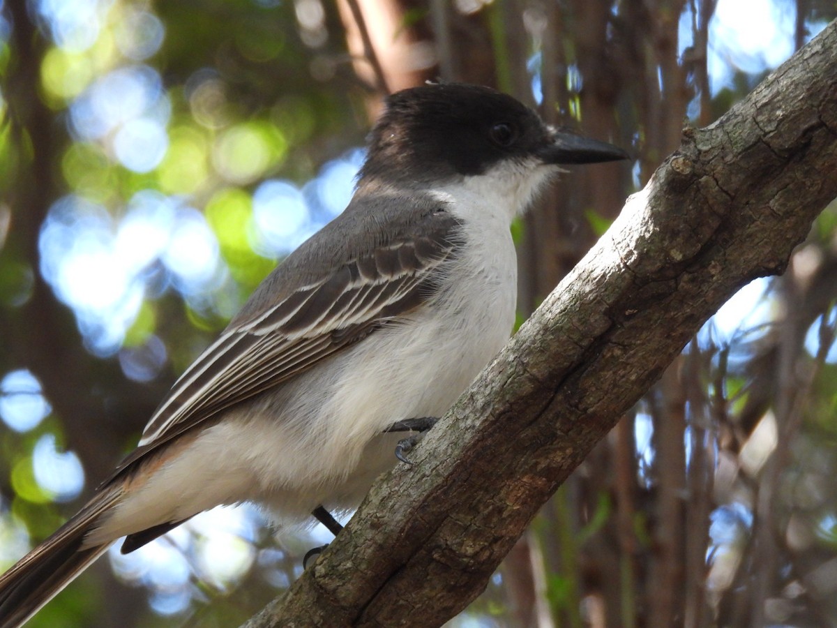 Loggerhead Kingbird - ML614389871