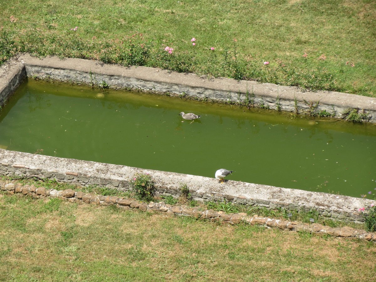 Gaviota Patiamarilla - ML614389887