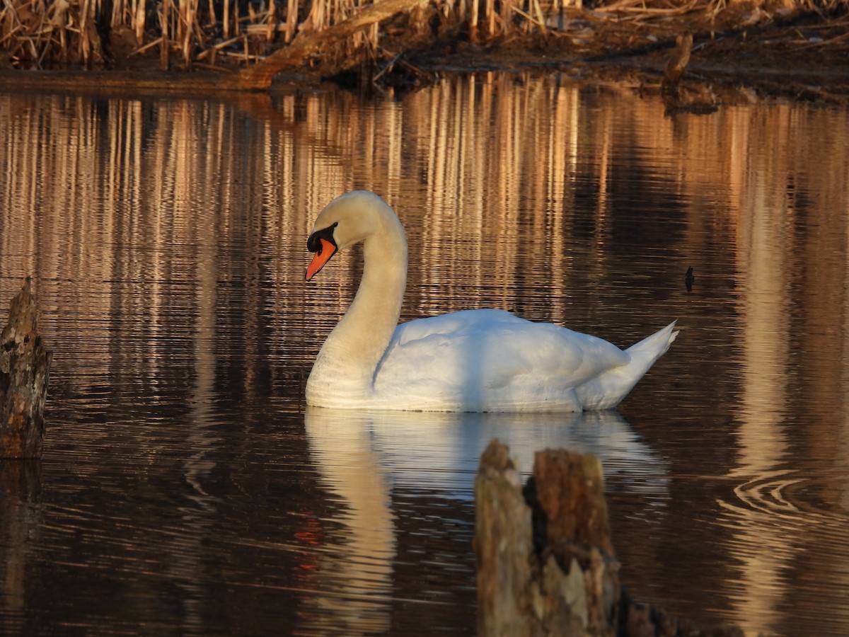 Mute Swan - ML614389968